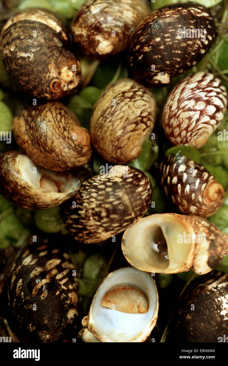 gemeinsamen Süßwasser Nerite, Fluss Nerite, Nerite (Theodoxus Fluviatilis), viele Schneckenhäuser Stockfoto