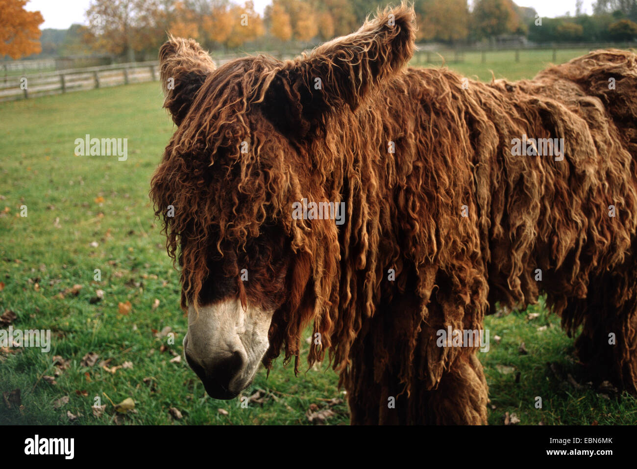 Poitou-Esel (Equus Asinus Asinus), auf Wiese stehend Stockfoto