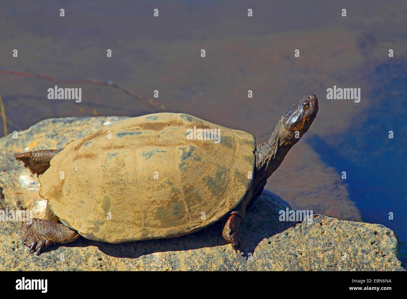 gezahnte Schildkröte, gezackte ostafrikanischen Schlamm Schildkröte (Pelusios Sinuatus), sitzt auf einem Stein, Südafrika, Krüger-Nationalpark Stockfoto