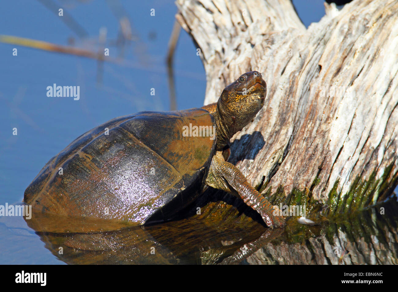 gezahnte Schildkröte, ostafrikanischen gezackten Schlamm Schildkröte (Pelusios Sinuatus), kriecht aus dem Wasser, Südafrika, Pilanesberg National Park Stockfoto
