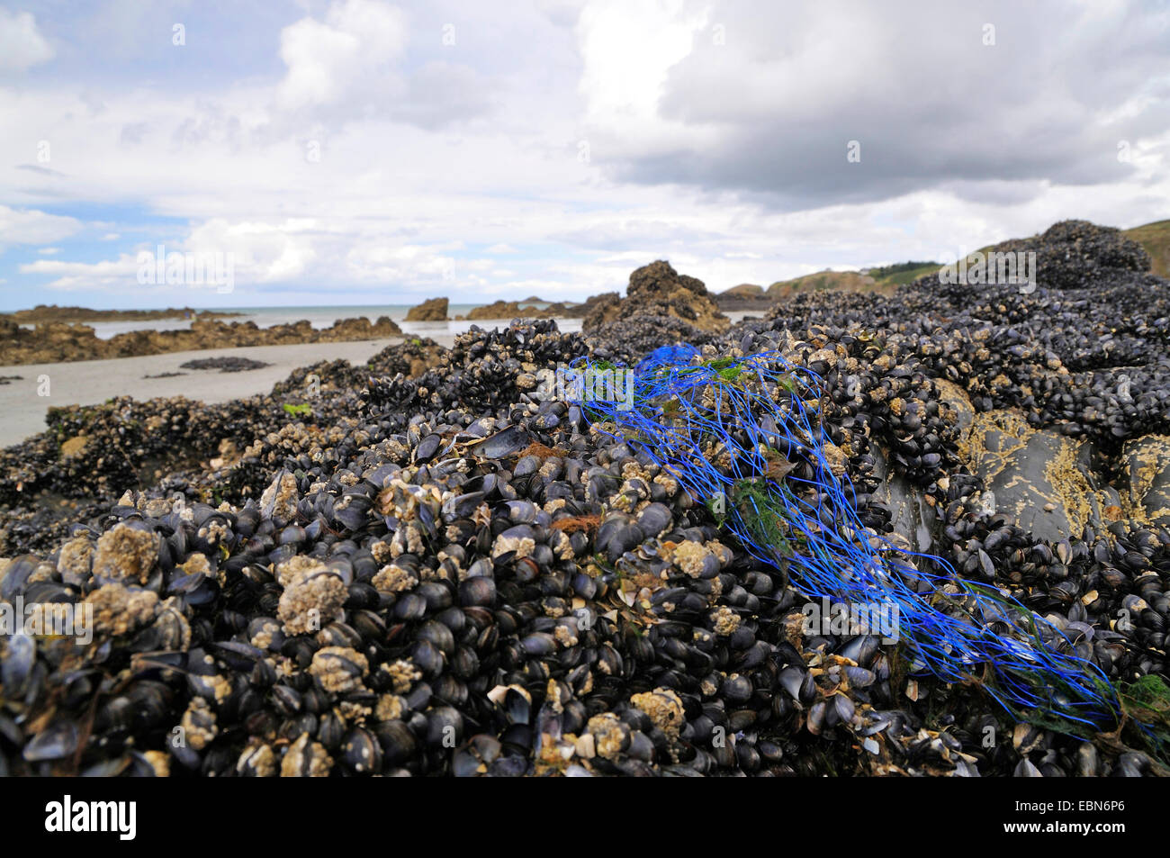 Blaue Bucht Muschel, gemeinsame Muschel, gemeinsame Miesmuschel (Mytilus Edulis), Muschel, Kunststoff net auf Muschel Bett, Frankreich, Bretagne Stockfoto