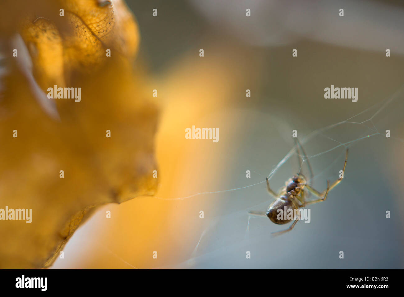 Spinne in einem Web, Deutschland, Sachsen Stockfoto