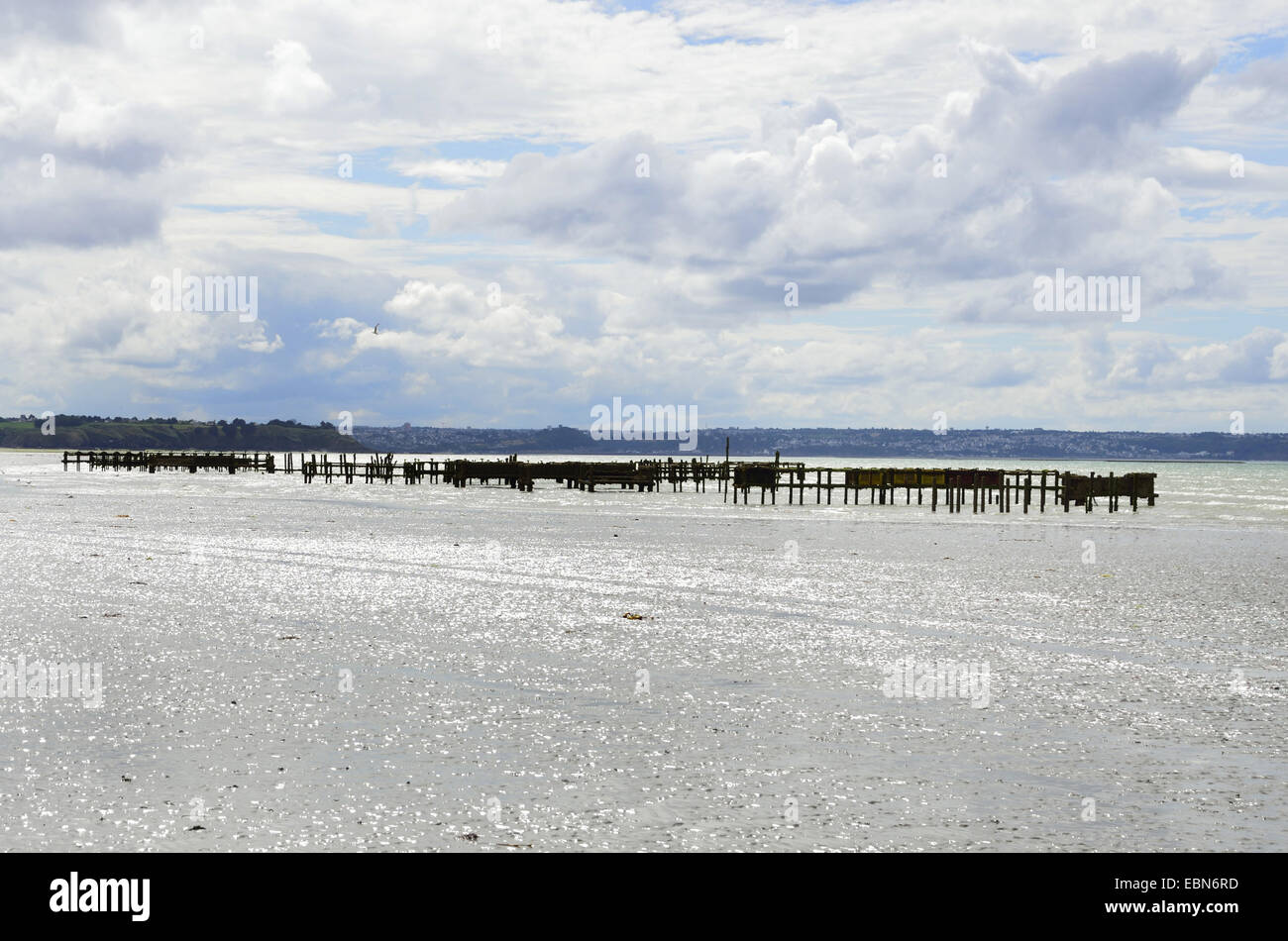 Blaue Bucht Muschel, gemeinsame Muschel, gemeinsame Miesmuschel (Mytilus Edulis), Muschel, Muschel-Farm bei Ebbe, Frankreich, Bretagne, Jospinet Stockfoto