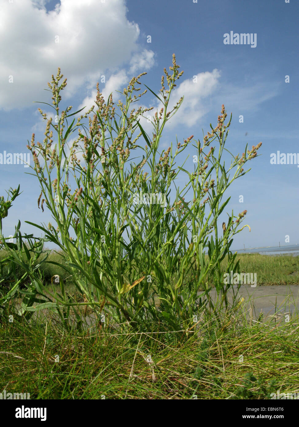 Grass-leaved Gartenmelde (Atriplex Littoralis), blühen, Deutschland, Niedersachsen, Baltrum Stockfoto