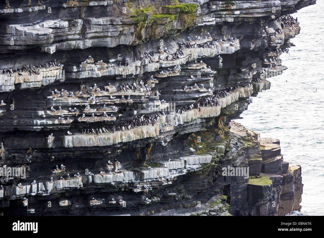 gemeinsamen Guillemot (Uria Aalge), Verschachtelung Kolonie mit schwarzen Beinen Dreizehenmöwen an einer Steilküste, Irland, County Mayo, Downpatrik Head Stockfoto