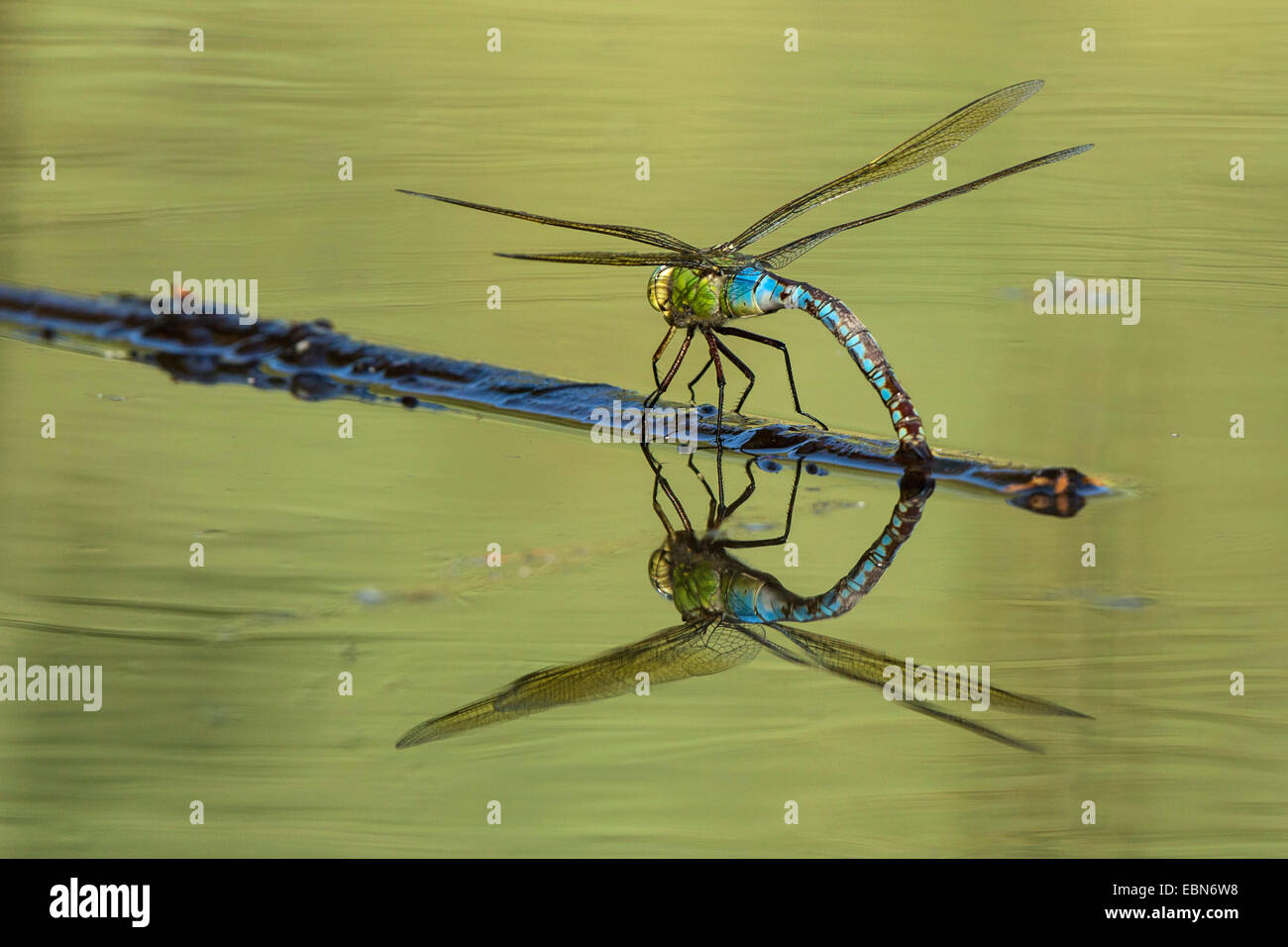 Kaiser-Libelle (Anax Imperator), Eiablage mit Spiegelbild, Deutschland, Bayern Stockfoto