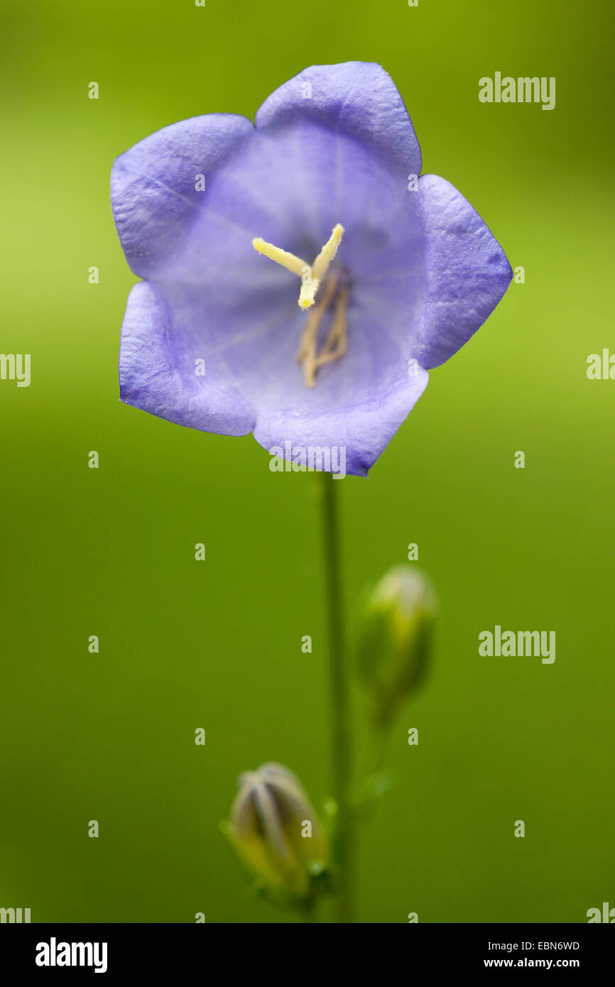 Pfirsich-blättrige Glockenblume (Campanula Persicifolia), Blume, Deutschland Stockfoto