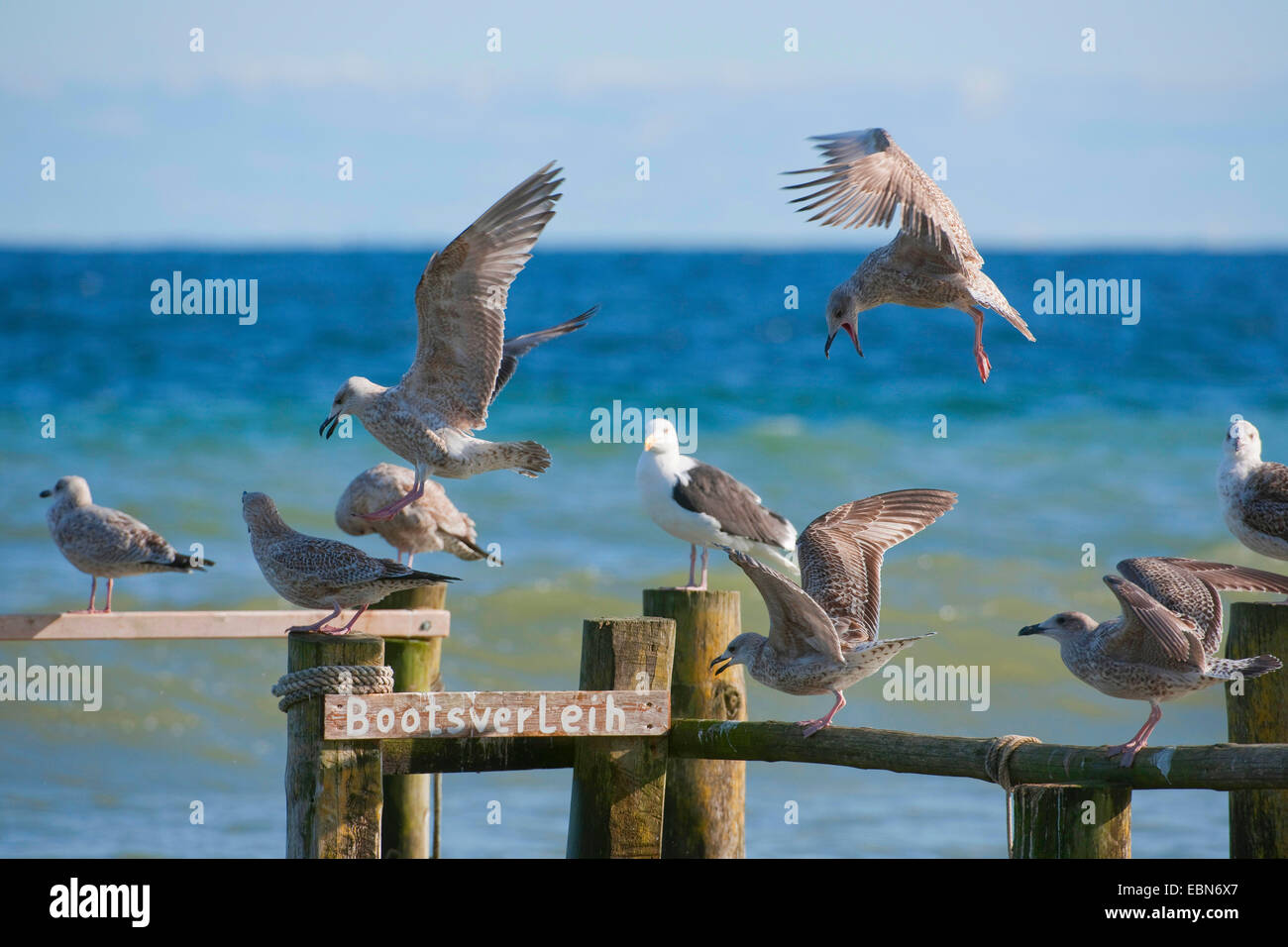 Silbermöwe (Larus Argentatus), eine Reihe von Möwen auf einem alten Anlegestelle für Boote, Deutschland, Mecklenburg-Vorpommern, Rügen Stockfoto