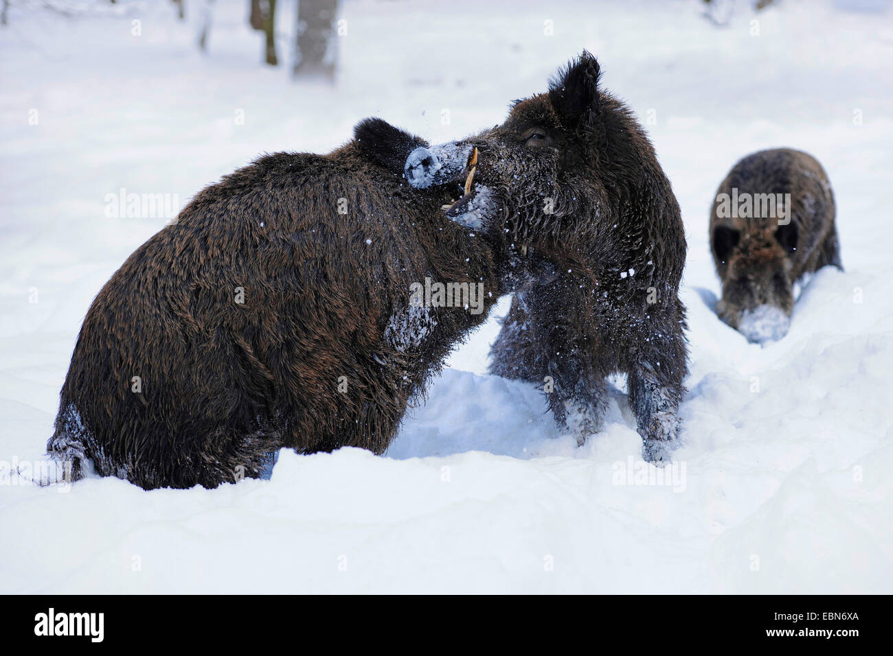 Wildschwein, Schwein, Wildschwein (Sus Scrofa), zwei kämpfende Tuskers im Schnee, Deutschland Stockfoto