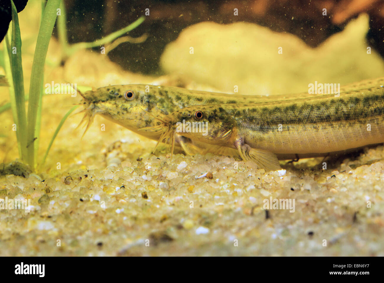 Japanisches Weatherfish (Misgurnus Anguillicaudatus), Porträt, männlich und weiblich Stockfoto