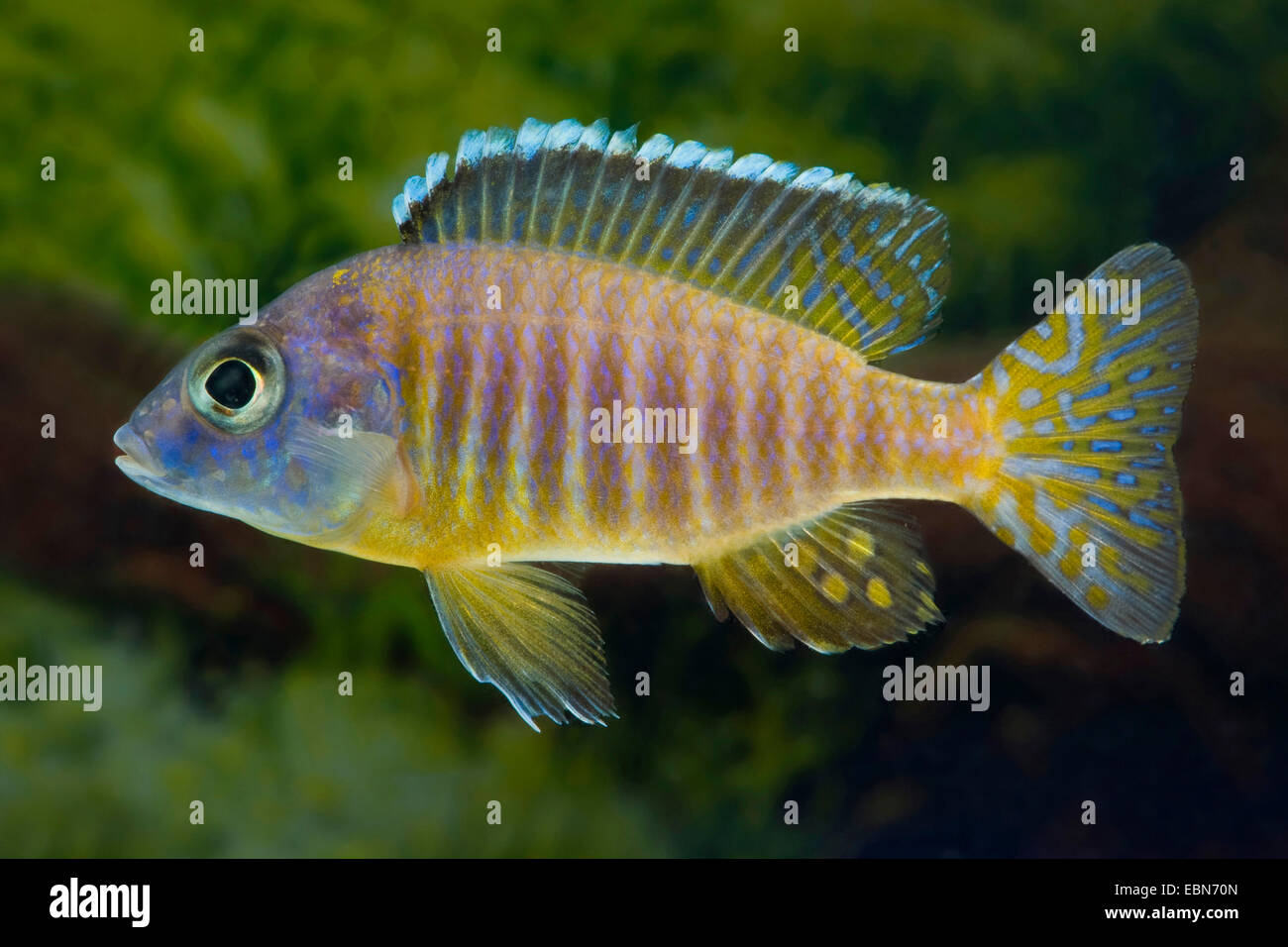 Blau-Gold Mbunas, gelbe König Aulonocara (Mbunas Korneliae), Schwimmen Stockfoto