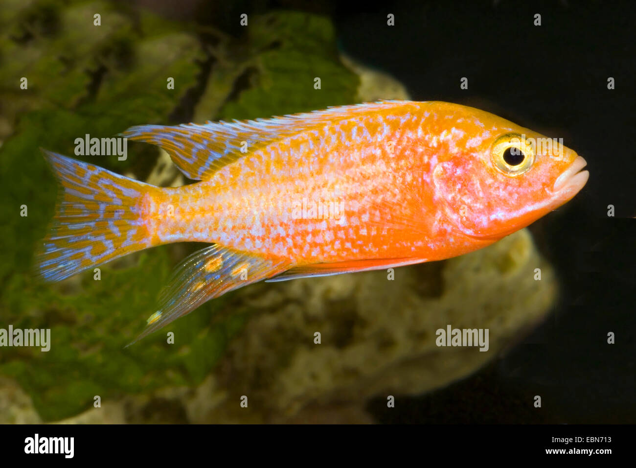 Mbunas (Aulonocara Firefish), züchten Firefish Stockfoto