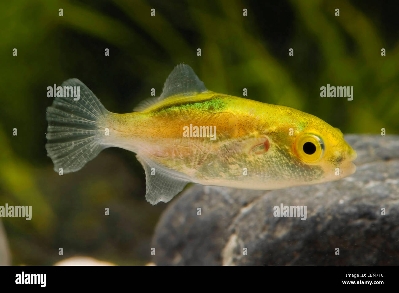 Greenbottle Pufferfish (Auriglobus Nefastus), Schwimmen Stockfoto