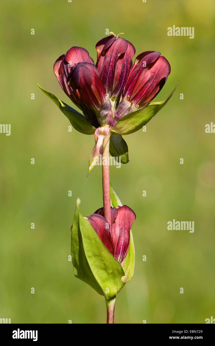 PurpurEnzian (Gentiana Purpurea), Blütenstand, Deutschland