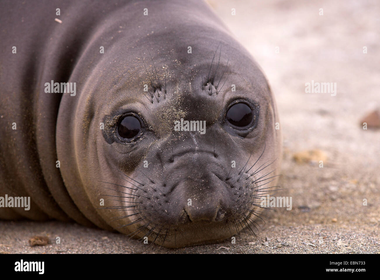 nördlichen See-Elefanten (Mirounga Angustirostris), Juvenil, liegend, Mexiko, Baja California, Islas San Benito Stockfoto