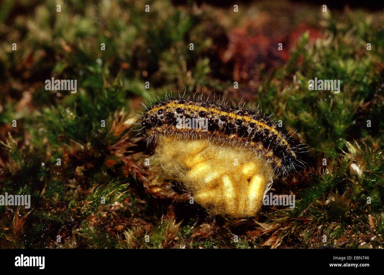 großer Kohlweißling (Pieris Brassicae), Parasitising Raupe, Deutschland Stockfoto