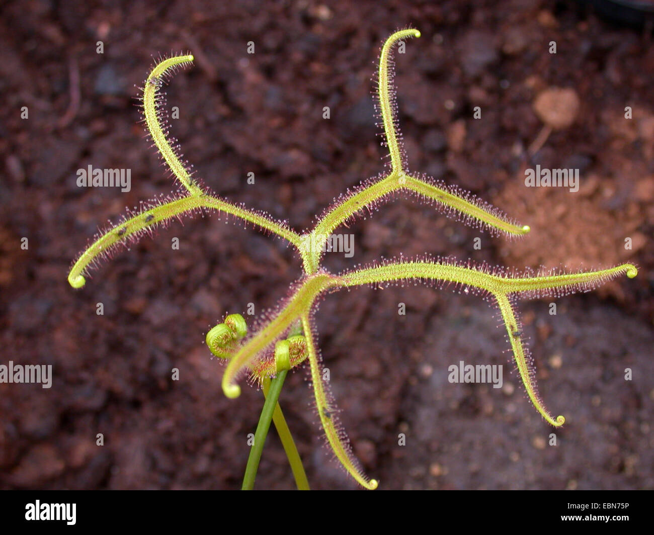 Gegabelten Sonnentau, australischer Sonnentau (Drosera Binata, Drosera Dichotoma), Blatt mit Gefangenen fliegen Stockfoto