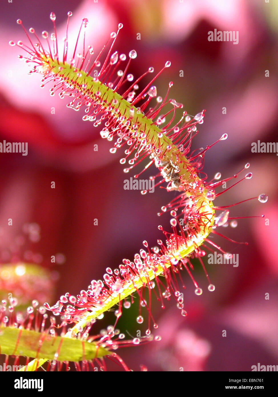 Kap-Sonnentau (Drosera Capensis), Blatt mit Gefangenen fliegen Stockfoto