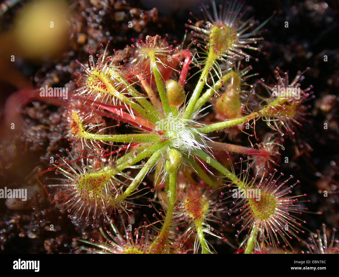 Ericksons Sonnentau (Drosera Ericksonae), verlässt Rosette mit Stockfoto