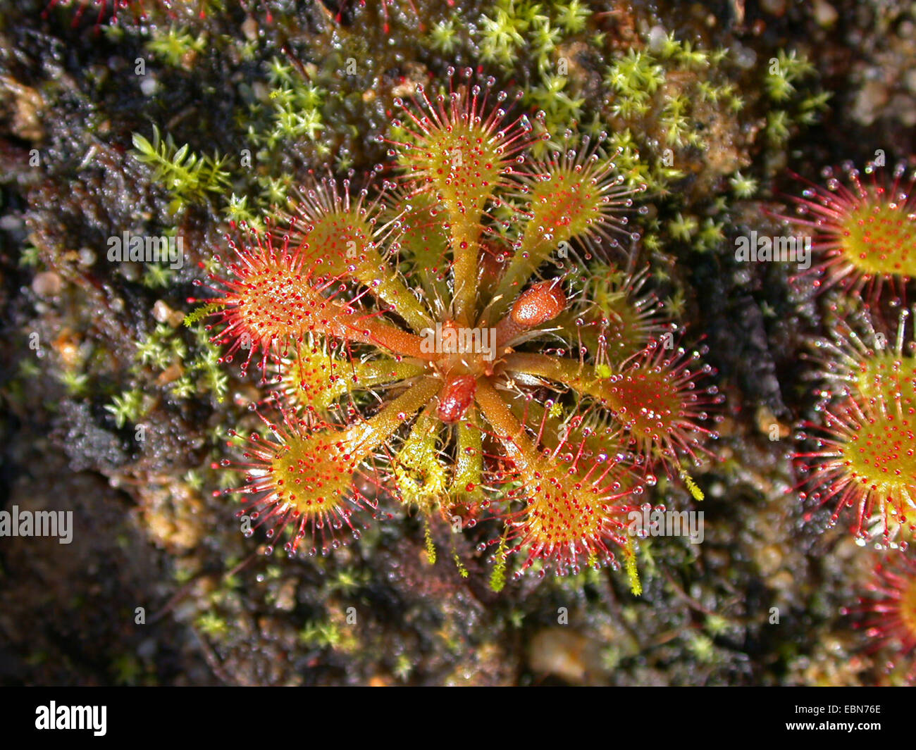 Löffel-leaved Sonnentau (Drosera Spathulata), Rosette mit Blättern Stockfoto