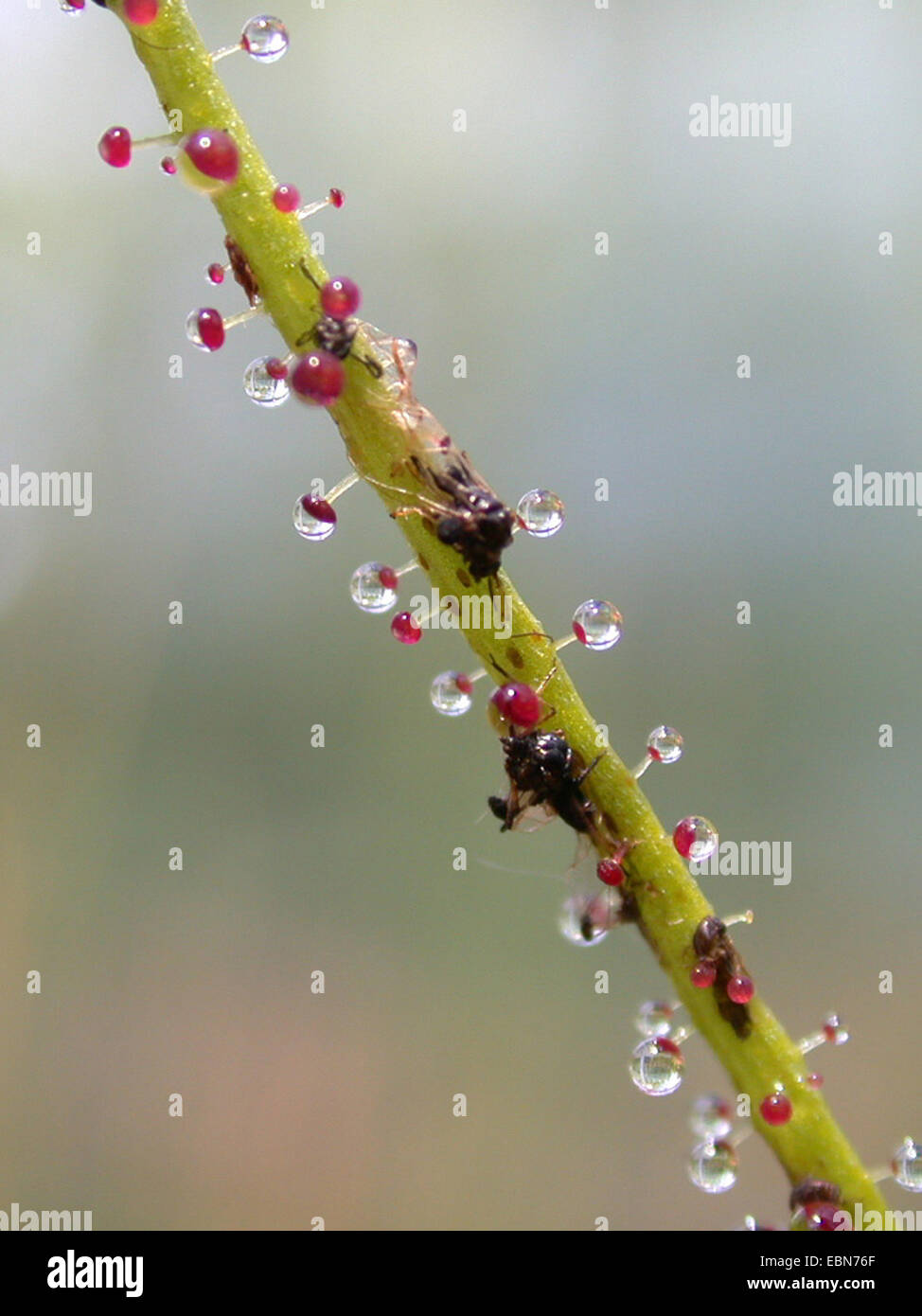 Portugiesische Sonnentau (Drosophyllum Lusitanicum), Blatt mit Gefangenen fliegen Stockfoto