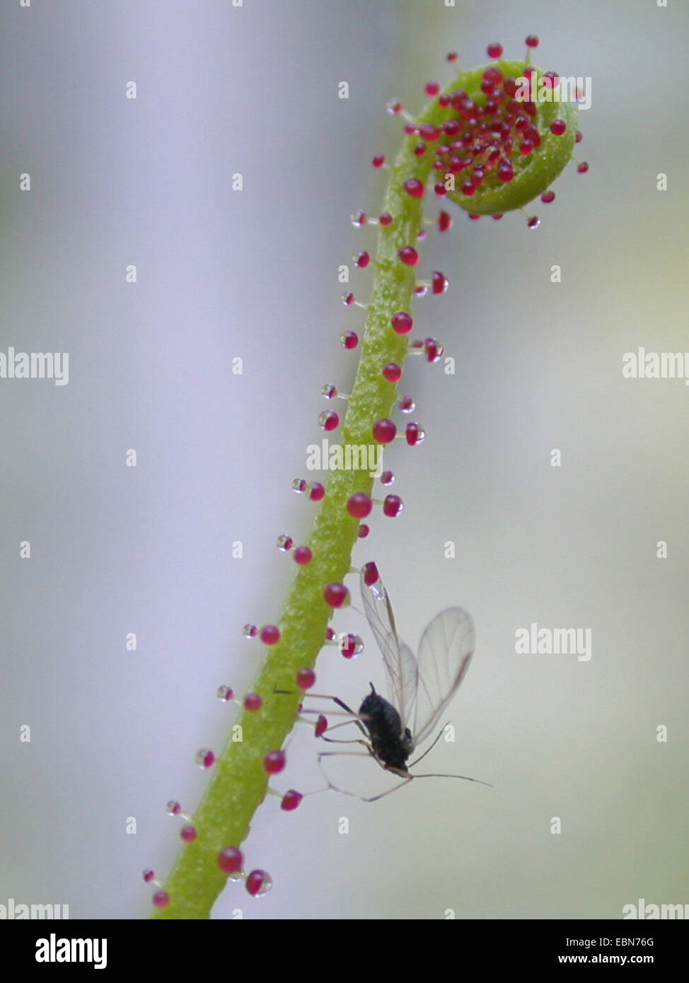 Portugiesische Sonnentau (Drosophyllum Lusitanicum), Blatt mit Gefangenen fliegen Stockfoto