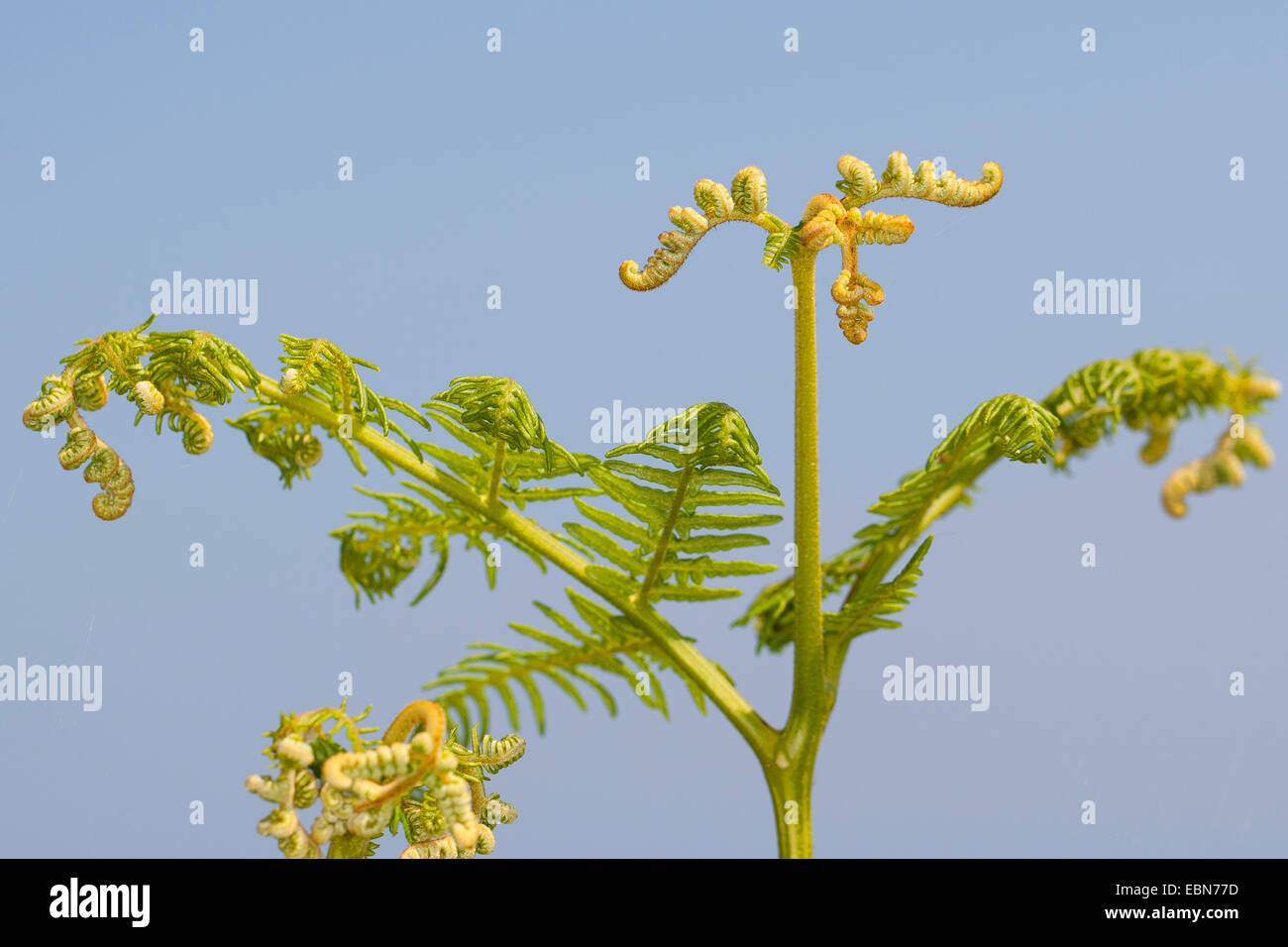 Adlerfarn Farn (Pteridium Aquilinum), Entwicklung von Blatt, Deutschland Stockfoto
