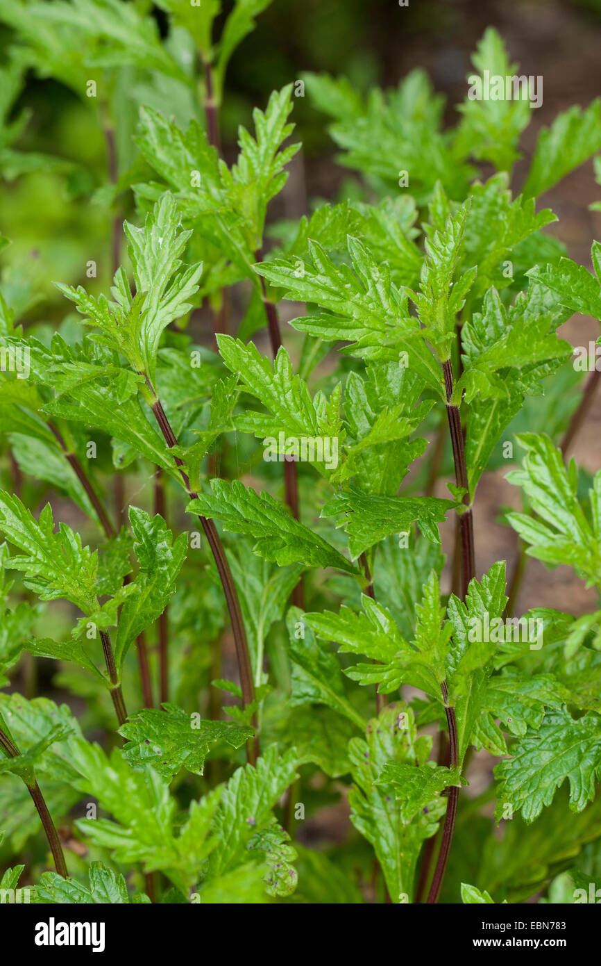 Europäische Eisenkraut, Türkei Grass, Simpler Freude (Verbena Officinalis), Triebe, Deutschland Stockfoto