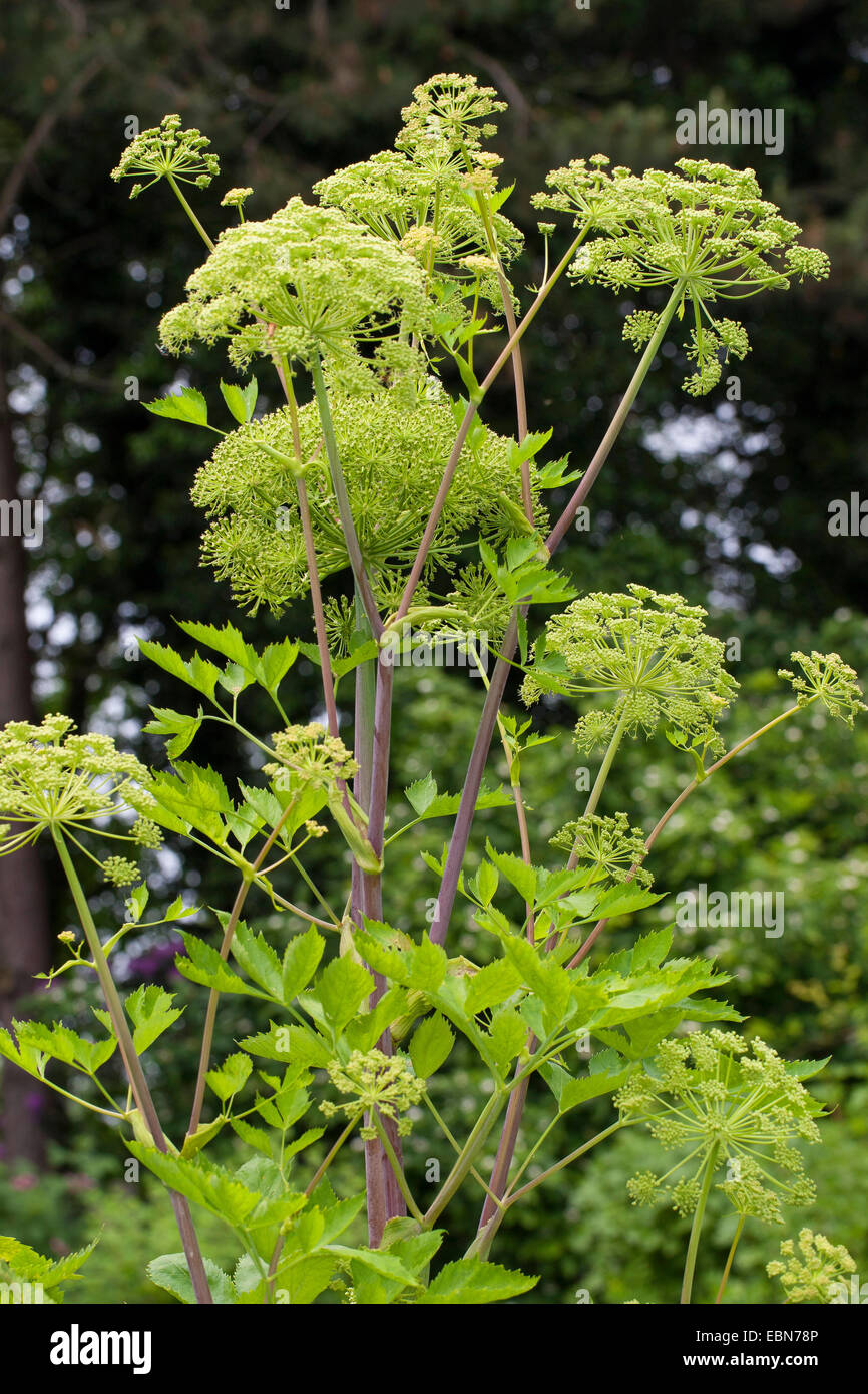 Garten Angelica (Angelica Archangelica), blühen, Deutschland Stockfoto