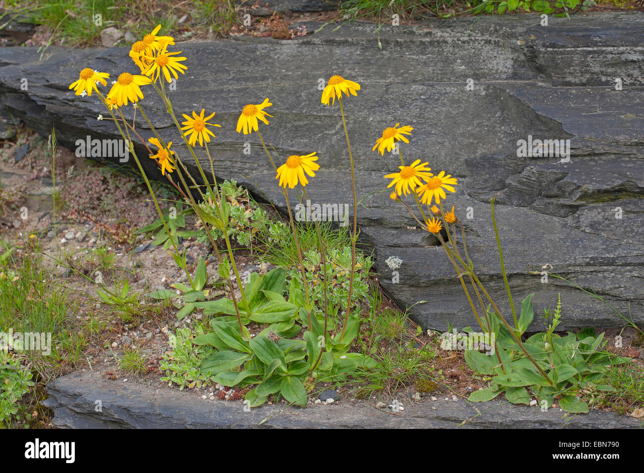 Europäische Arnika (Arnica Montana), blühen an einem Felsen, Deutschland Stockfoto