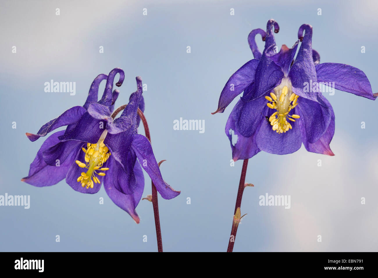 Europäische Akelei (Aquilegia Vulgaris), Blumen, Deutschland Stockfoto