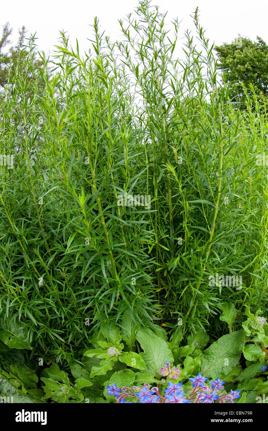 Dragon Sagewort, Estragon, Estragol, Esdragol, Esdragon (Artemisia Dracunculus), in einem Garten, Deutschland Stockfoto