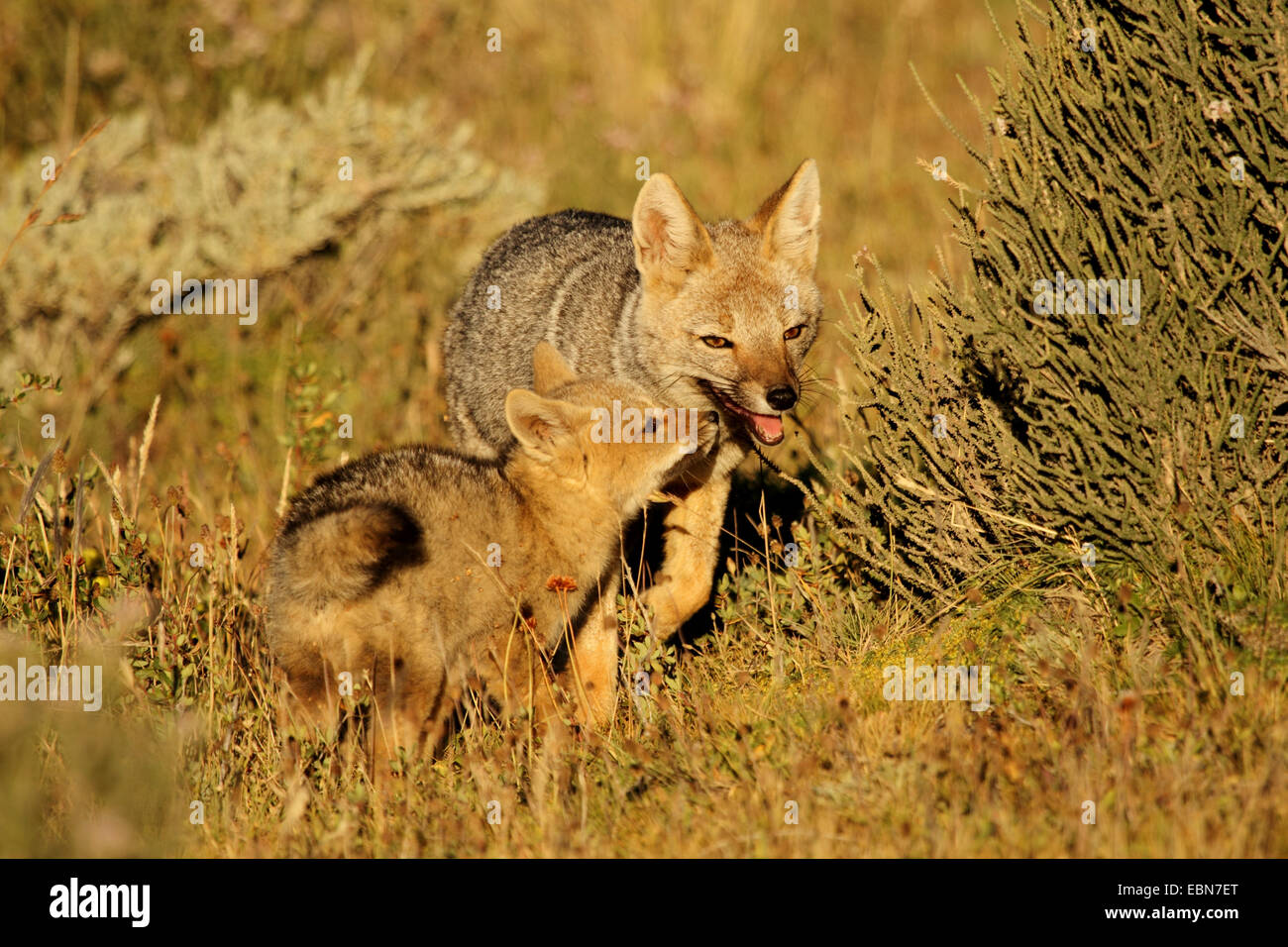 Grau, Zorro, argentinische graue Fuchs, südamerikanischen graue Fuchs (Dusicyon früh, Pseudalopex früh, Lycalopex früh), Mutter mit Fox Cub, Chile, Ultima Esperanza, Torres del Paine Nationalpark Stockfoto