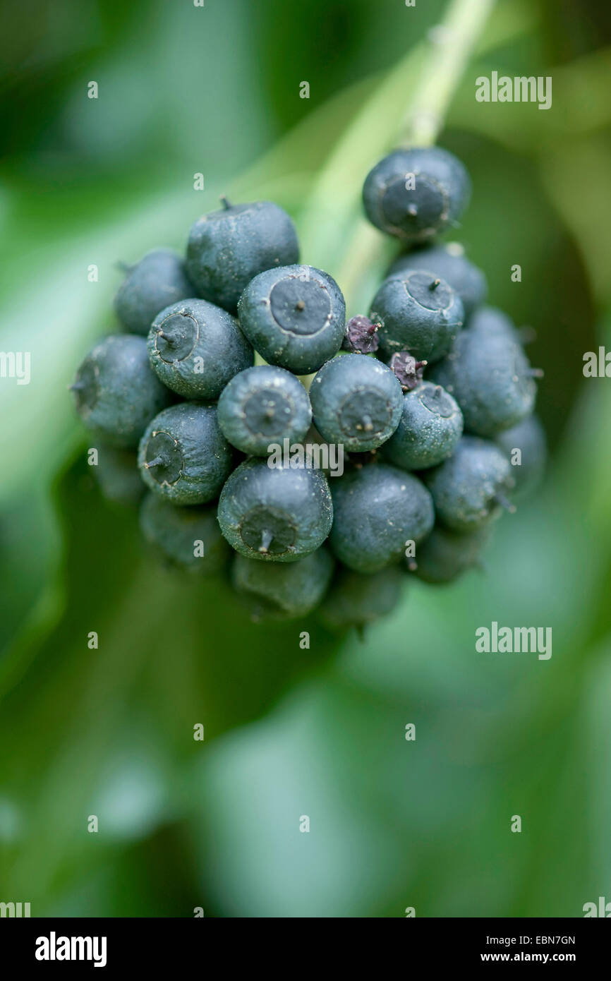 Englisch Efeu, gemeinsame Efeu (Hedera Helix), Fruchtstand, Deutschland Stockfoto