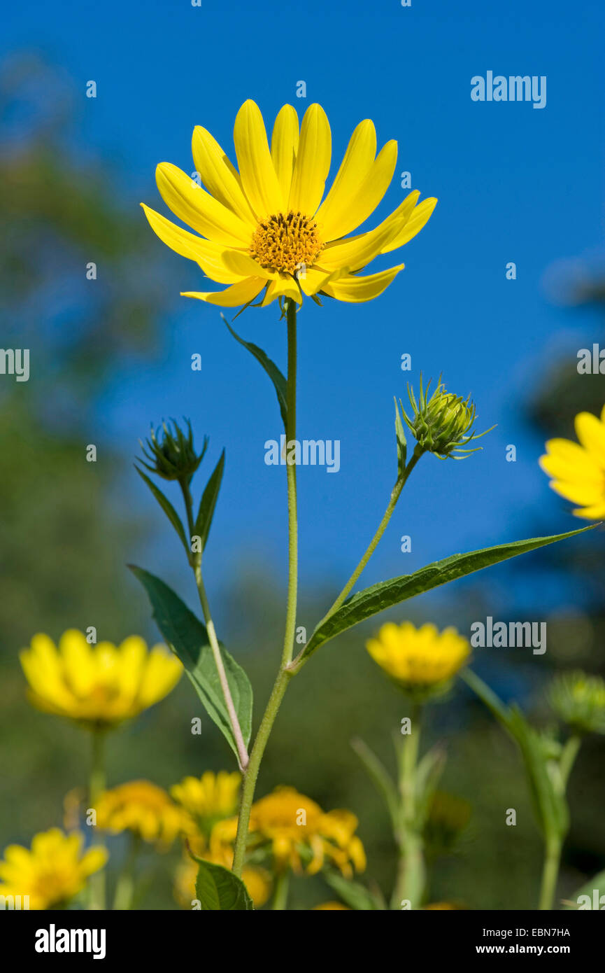 California-Sonnenblume (Helianthus Californicus), blühen Stockfoto