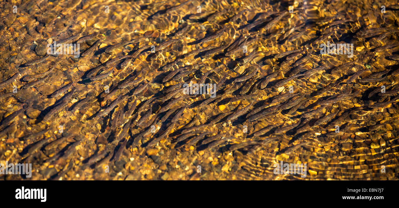 Elritze, eurasische Elritze (Phoxinus Phoxinus), große Schule, Migration, Irland, Moy River laichen Stockfoto