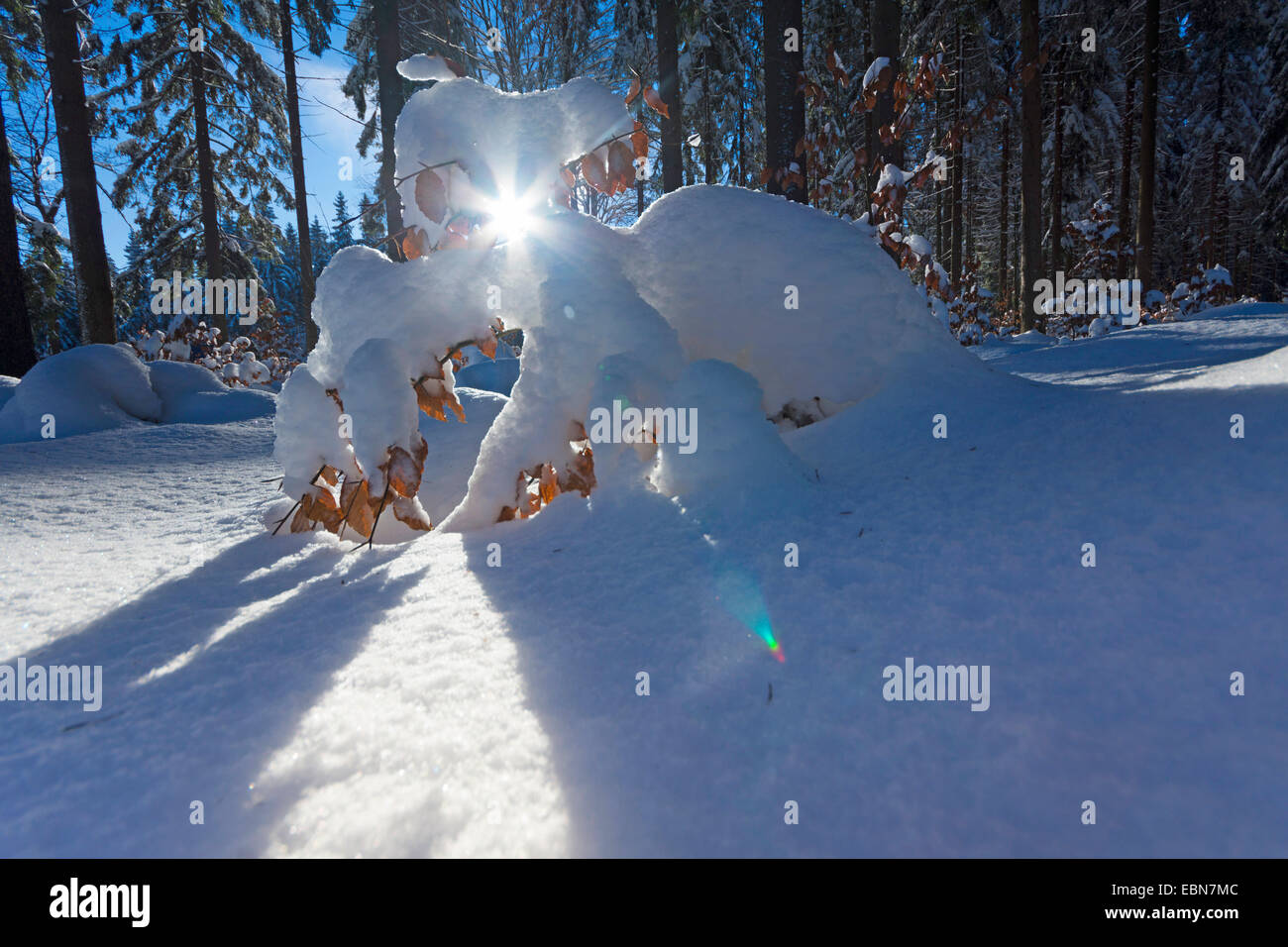 Sonne durch den verschneiten Winterwald, Deutschland, Sachsen, Jocketa Stockfoto
