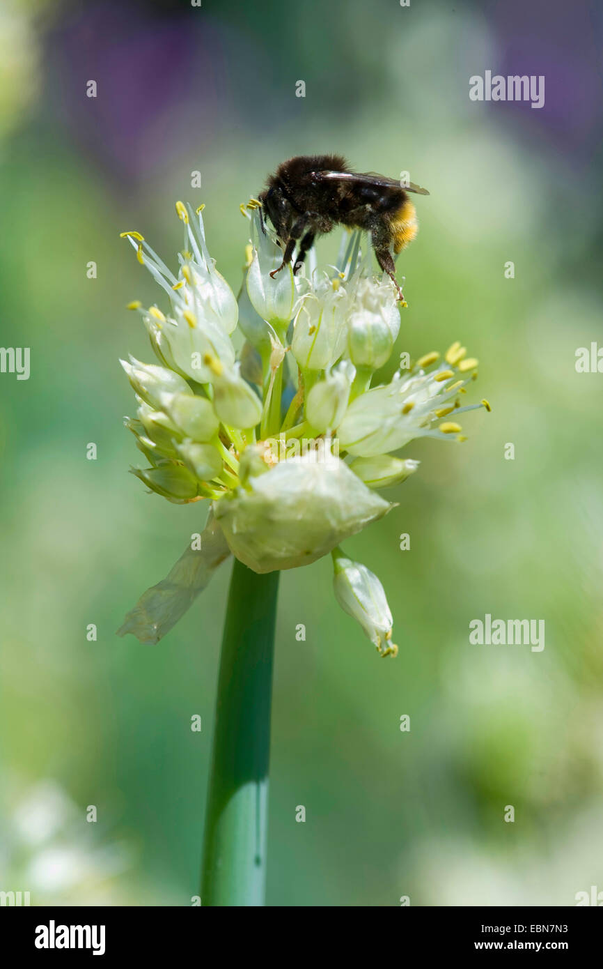 Zwiebel (Allium Fistulosum), walisische Blütenstand mit Hummel, Deutschland Stockfoto