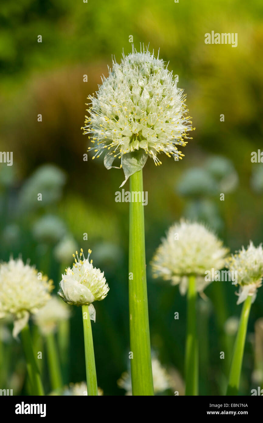 Waliser Zwiebel (Allium Fistulosum), Blütenstand Stockfoto