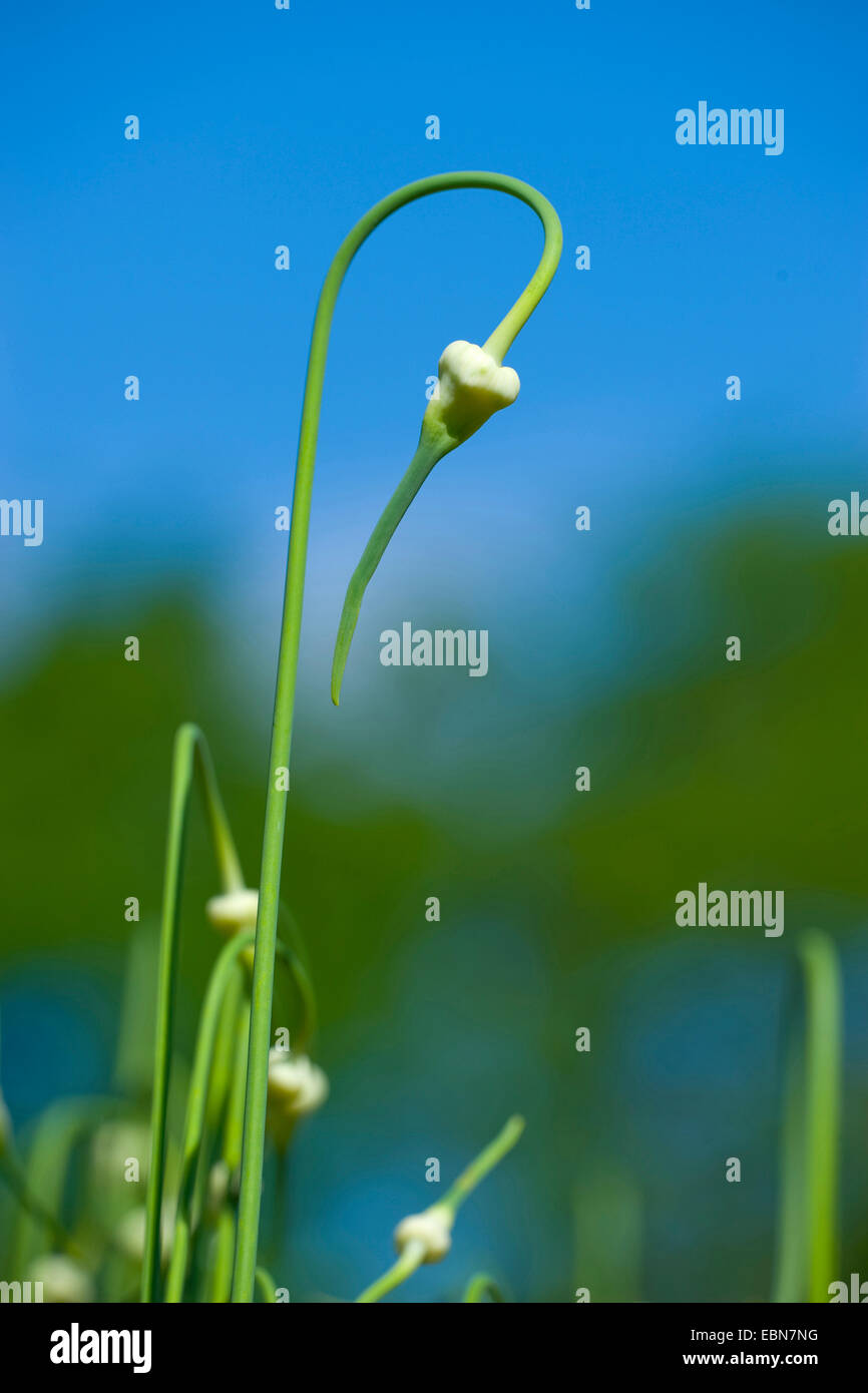 gemeinsamen Knoblauch (Allium Sativum), Blütenstände im Keim zu ersticken Stockfoto