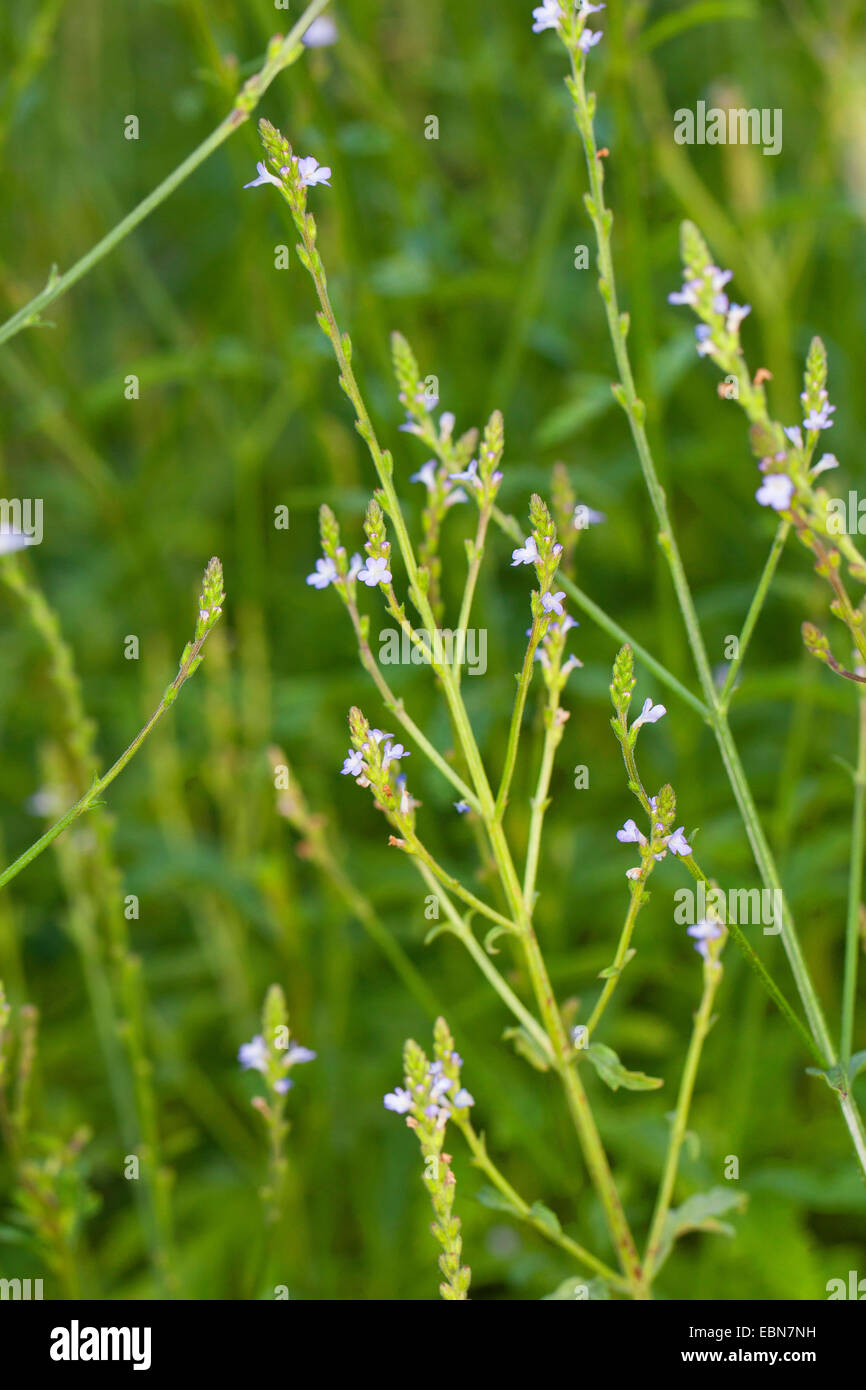 Europäische Eisenkraut, Türkei Grass Simplers Joy (Verbena Officinalis), blühen, Deutschland Stockfoto