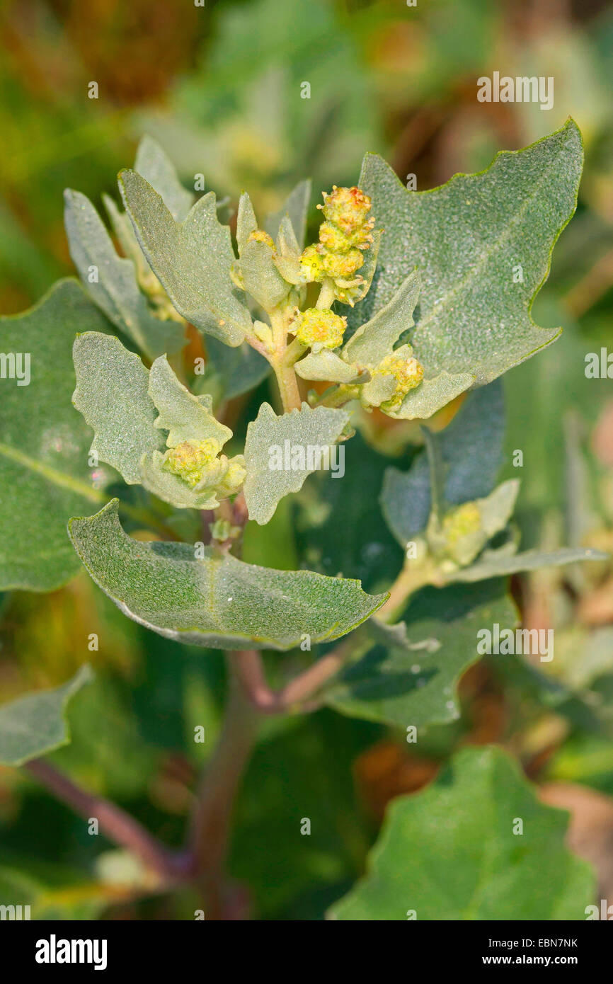 Mattierte Gartenmelde (Atriplex Laciniata, Atriplex Sabulosa, Atriplex Maritima), blühen, Deutschland Stockfoto