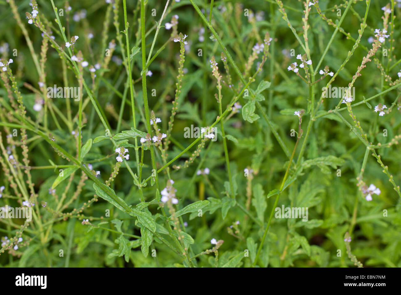 Europäische Eisenkraut, Türkei Grass Simplers Joy (Verbena Officinalis), blühen, Deutschland Stockfoto