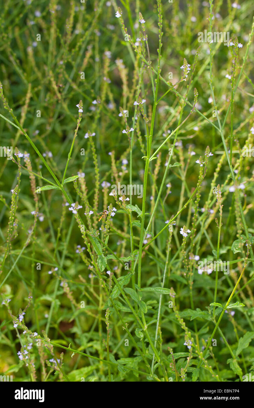 Europäische Eisenkraut, Türkei Grass Simplers Joy (Verbena Officinalis), blühen, Deutschland Stockfoto