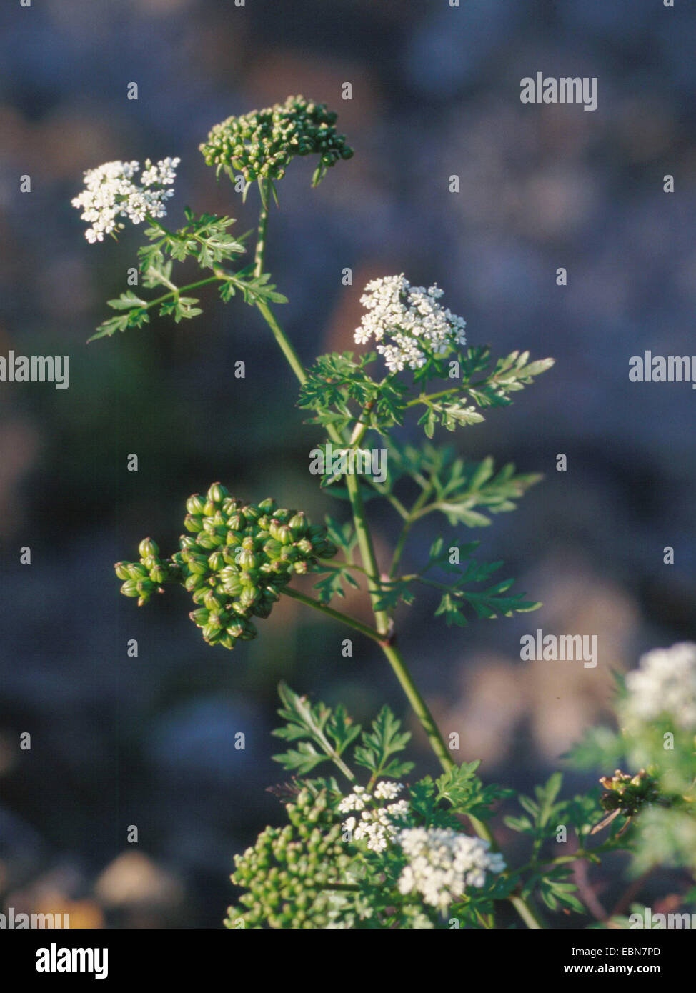 Hundspetersilie, Dummkopfs Cicely, Poison Petersilie (Aethusa Cynapium, Aethusa Cynapium Subspecies Cynapium), mit Blumen und Früchten, Deutschland Stockfoto