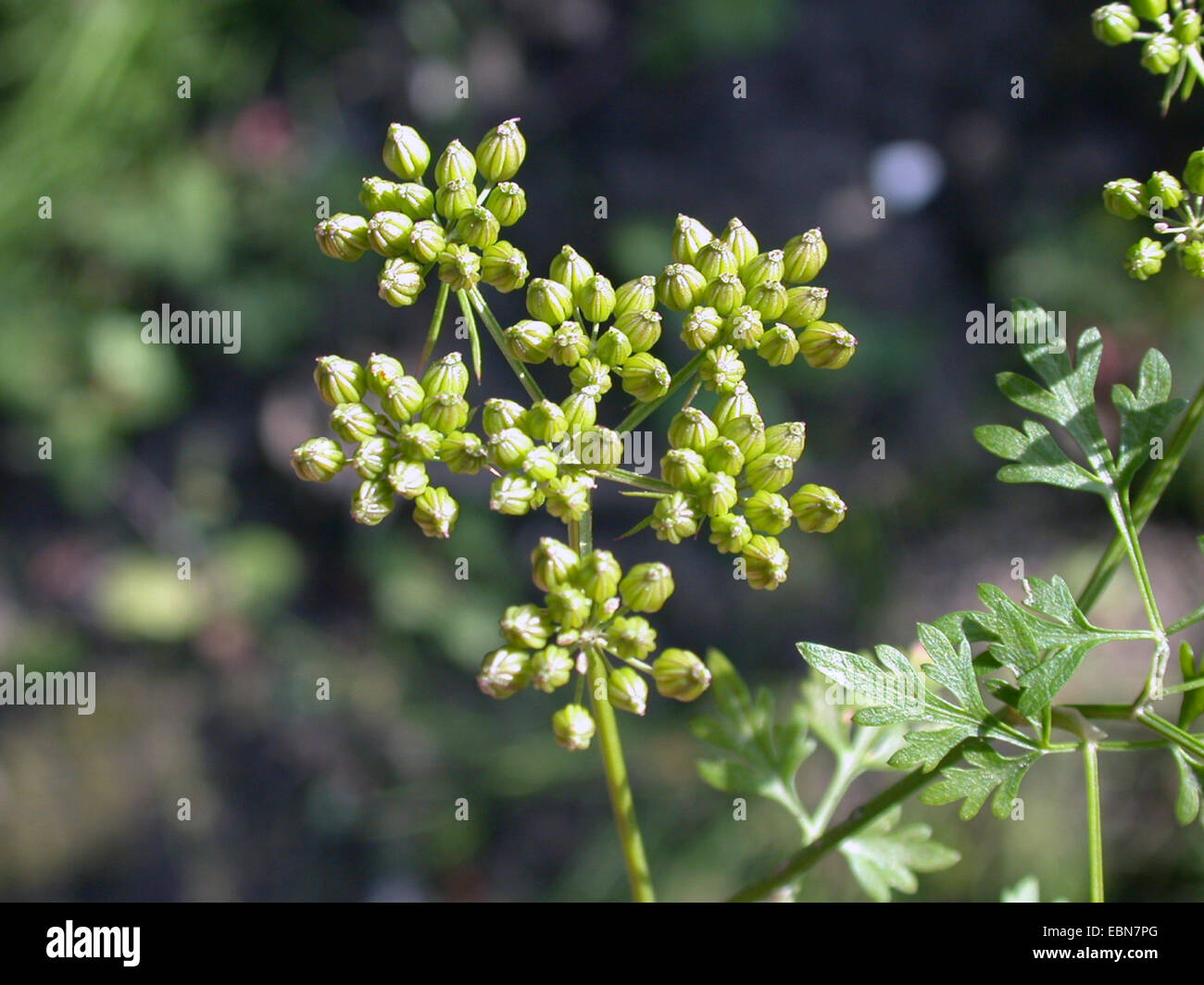 Hundspetersilie, Dummkopfs Cicely, Poison Petersilie (Aethusa Cynapium, Aethusa Cynapium Subspecies Cynapium), Fruchtstand, Deutschland Stockfoto