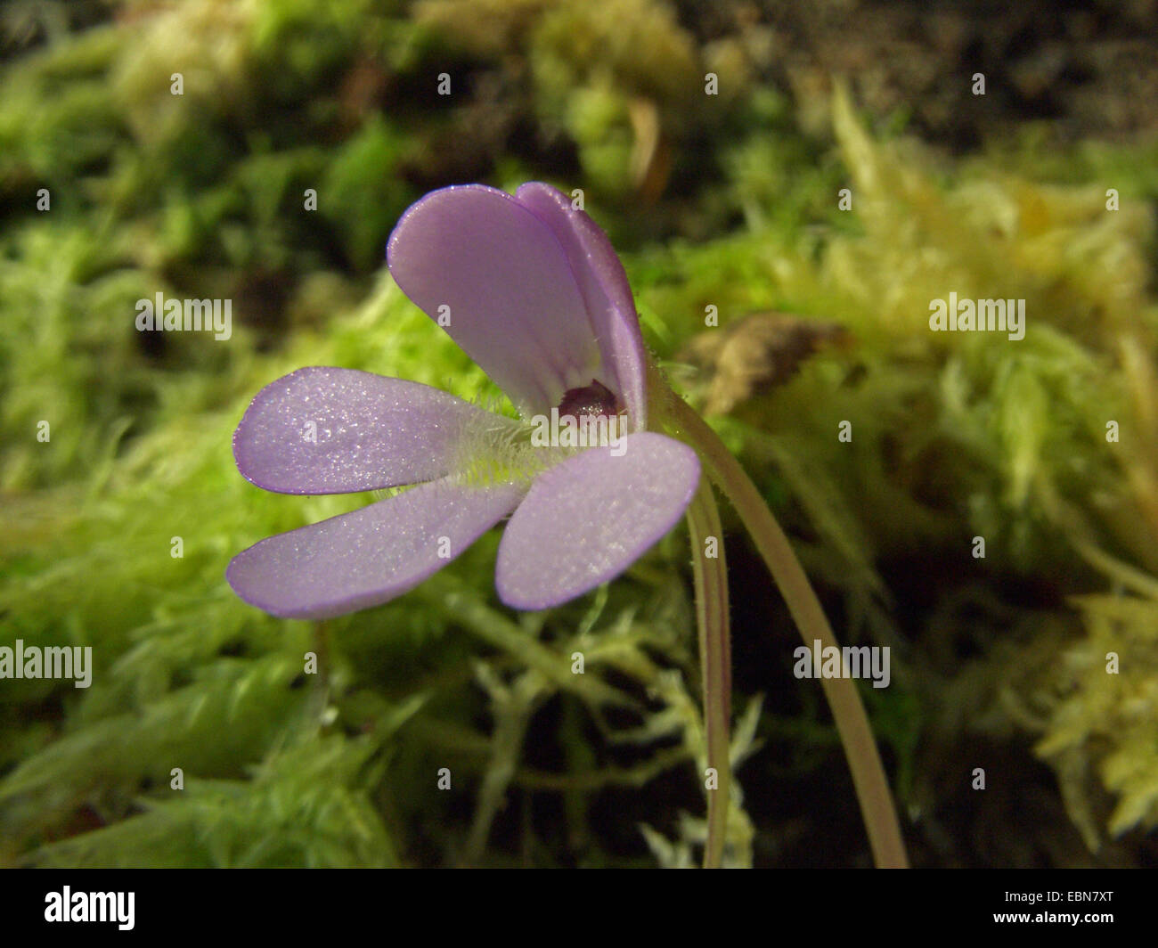 Fettkraut (Pinguicula Esseriana), Blume Stockfoto