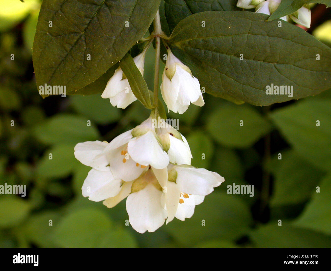 Peking Mock Orange (Philadelphus Pekinensis), blühen Stockfoto