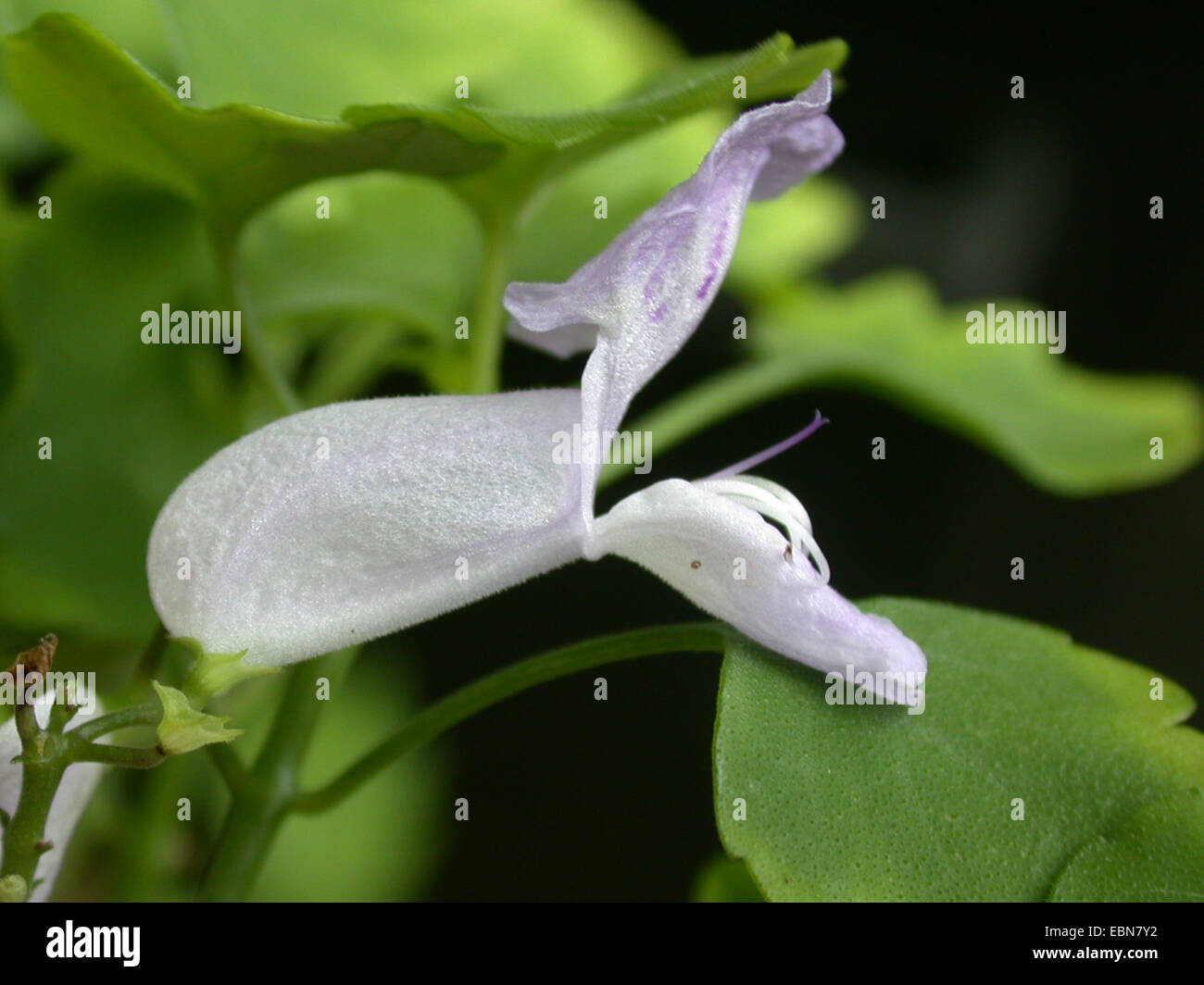 Plectranthus (Plectranthus Saccatus), Blume Stockfoto
