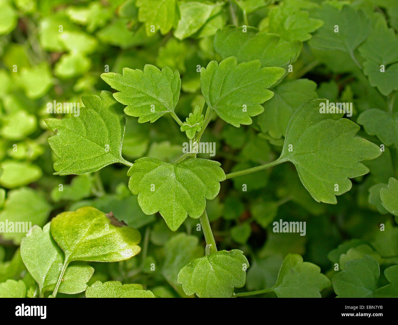 Plectranthus (Plectranthus Saccatus), Blätter Stockfoto